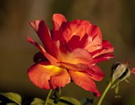 Rose 6348